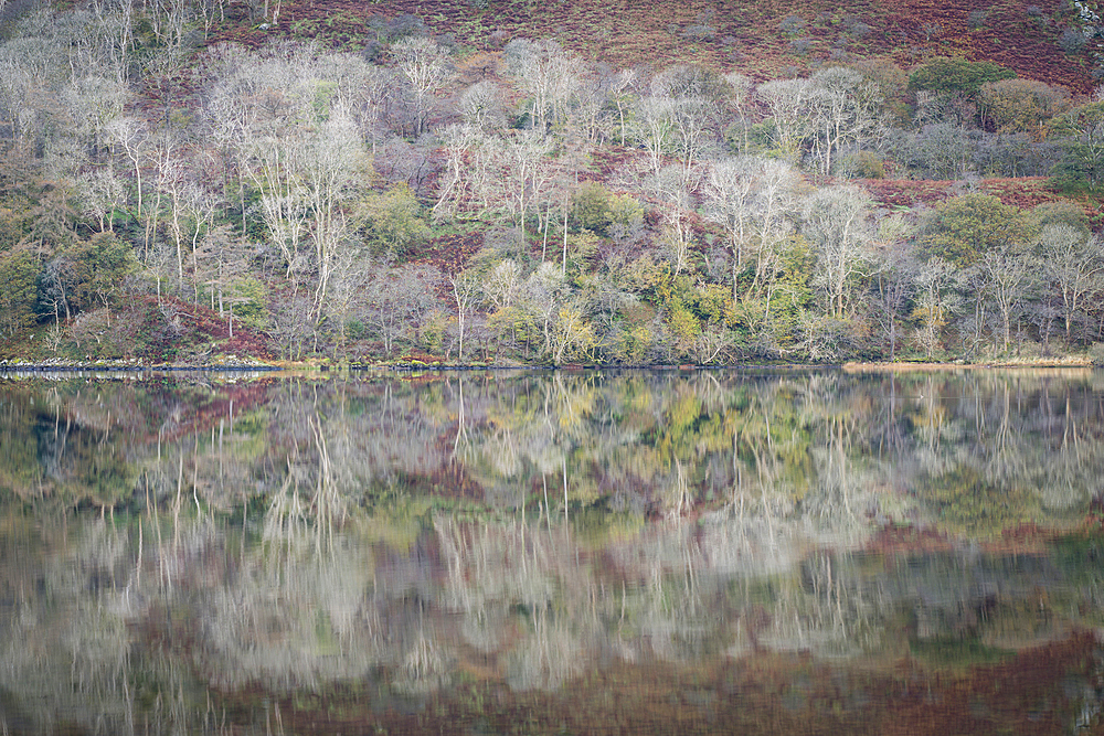 Trees reflected in Llyn Gwynant, Snowdonia National Park (Eryri), Wales, United Kingdom