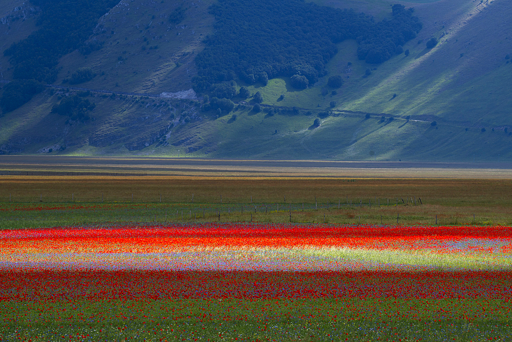 Poppies flowering on the Piano Grande, Castelluccio, during the period known as La Fioritura - The Flowering.