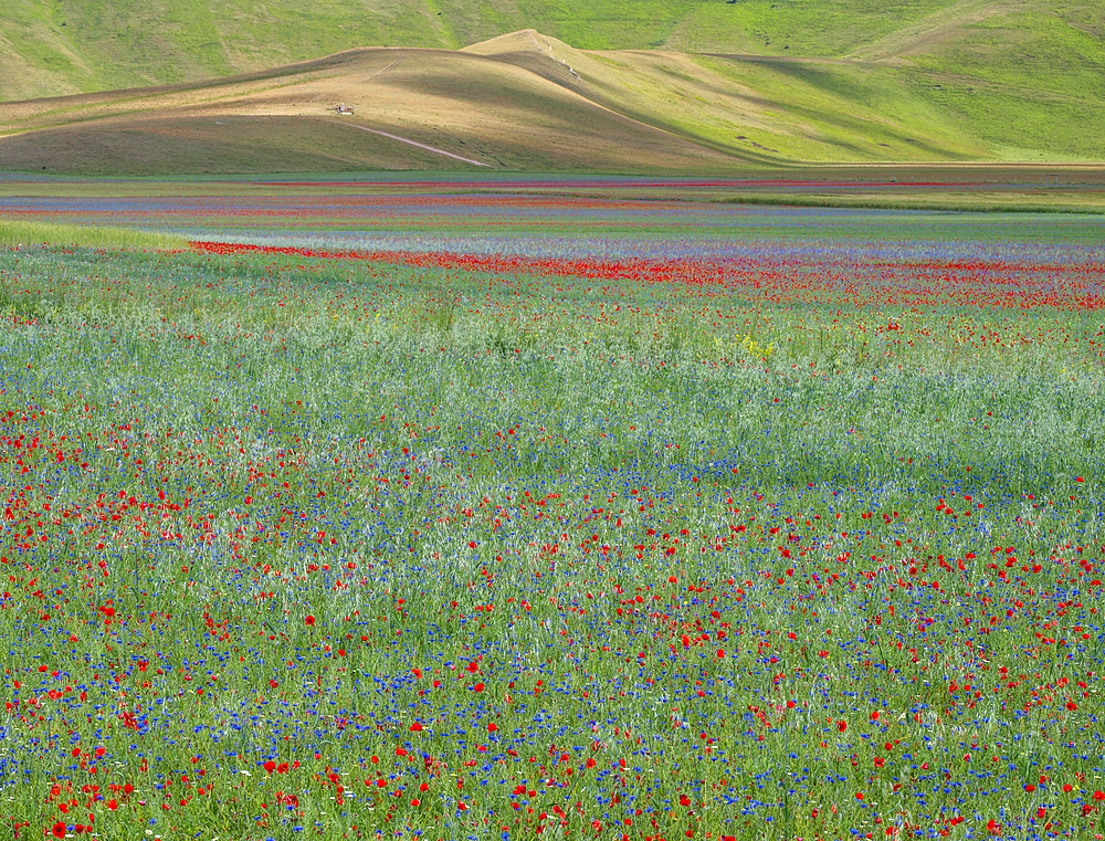 Poppies, cornflowers and wild mustard flowering during La Fioritura (The Flowering) on the Piano Grande (Great Plain), Castelluccio, Umbria, Italy