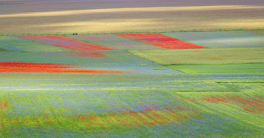 Poppies, cornflowers and wild mustard flowering during La Fioritura (The Flowering) on the Piano Grande (Great Plain), Castelluccio, Umbria, Italy