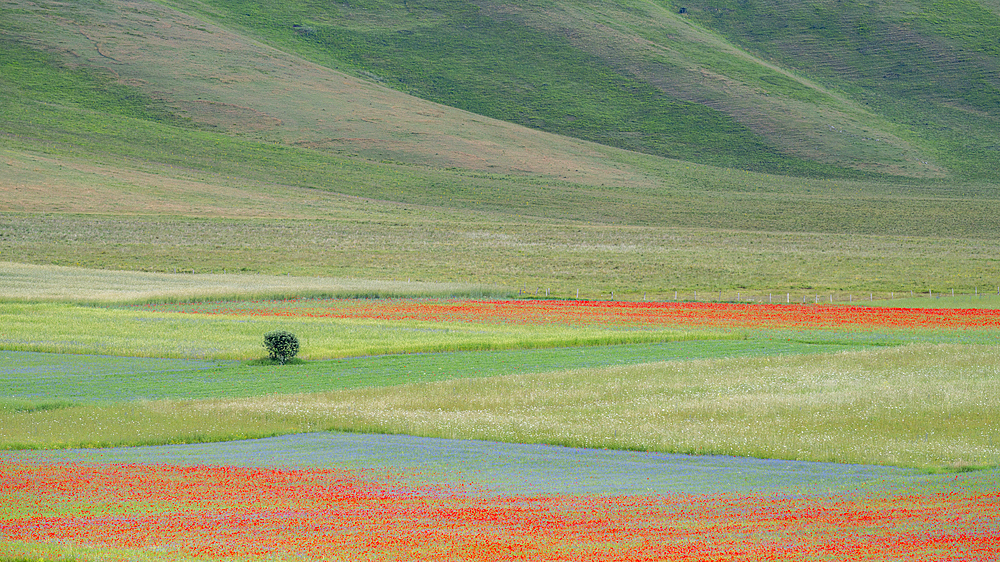 Poppies, cornflowers and wild mustard flowering during La Fioritura (The Flowering) on the Piano Grande (Great Plain), Castelluccio, Umbria, Italy