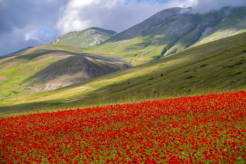 Poppies flowering on the Piano Grande, Castelluccio, during the period known as La Fioritura - The Flowering.