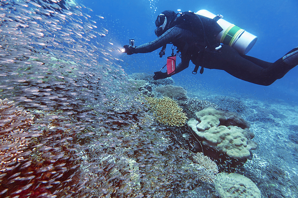 Scuba diving on a healthy coral reef in the Gaafu Dhaalu atoll, Maldives