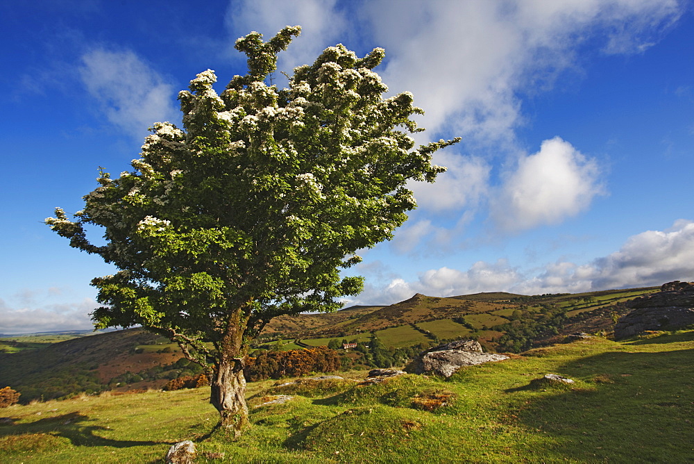 Hawthorn tree on Bench Tor, near Holne, Dartmoor National Park, Devon, England, United Kingdom, Europe