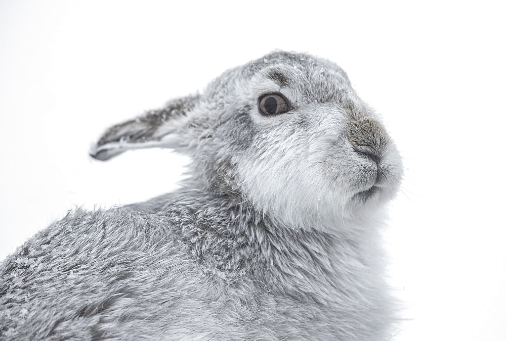 Mountain Hare (Lepus timidus), Cairngorms, Scotland, United Kingdom, Europe