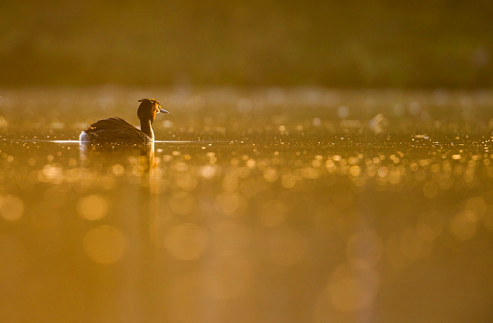 Great Crested Grebe, Podiceps cristatus), Newcastle, United Kingdom, Europe