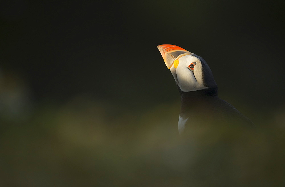 Atlantic Puffin, (Fratercula arctica), Skomer Island, Wales, United Kingdom, Europe