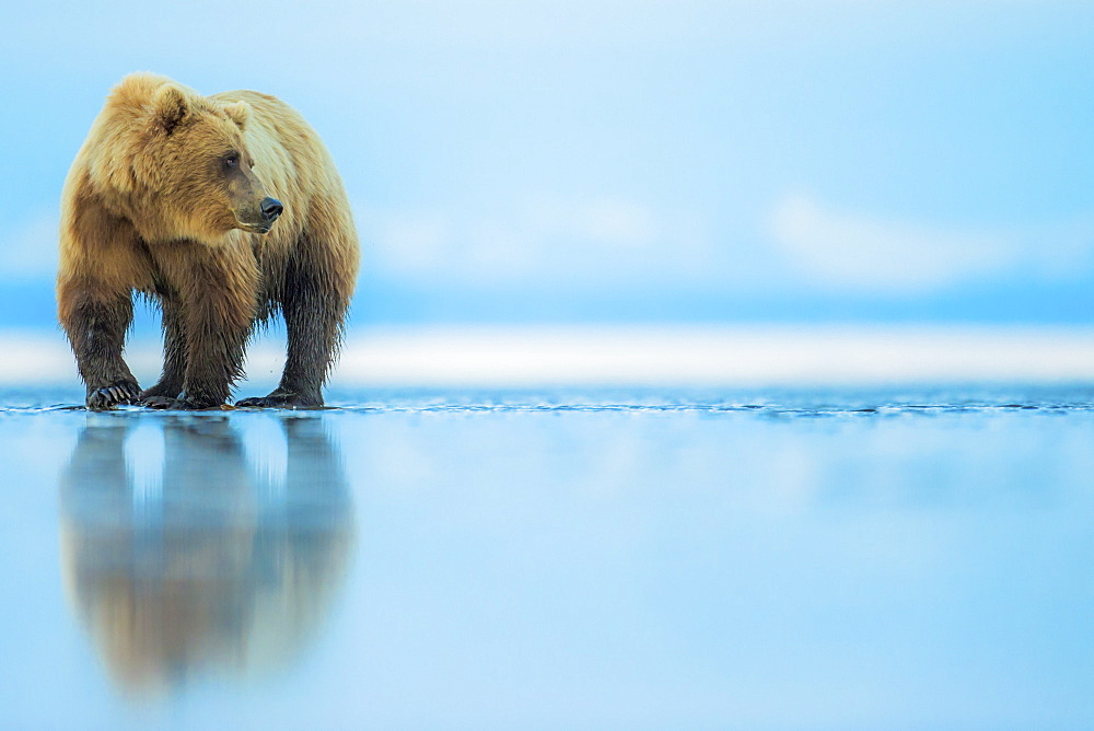 Brown bear (Ursus arctos), Lake Clark, Alaska, United States of America, North America