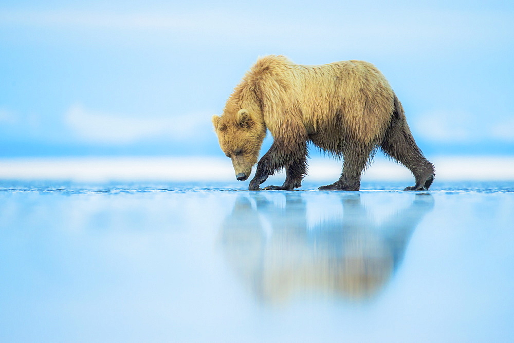 Brown bear (Ursus arctos), Lake Clark, Alaska, United States of America, North America