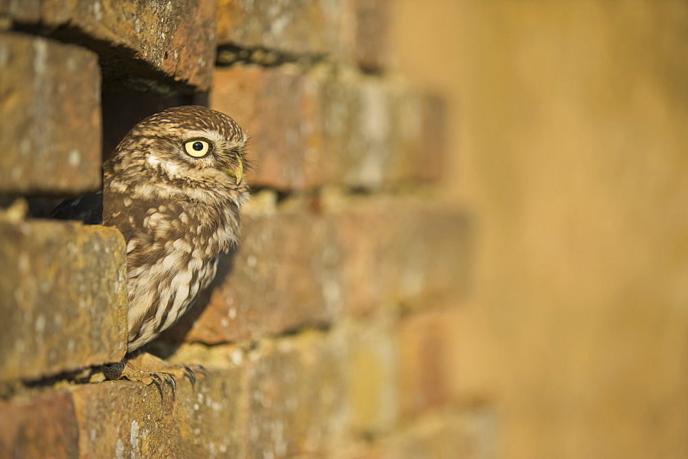 Little owl (Athene noctua) in captivity, Gloucestershire, England, United Kingdom, Europe