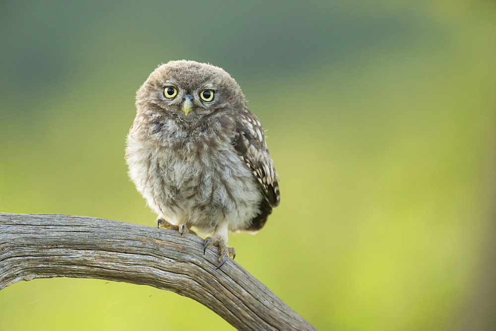 Little owl (Athene noctua), Yorkshire, England, United Kingdom, Europe