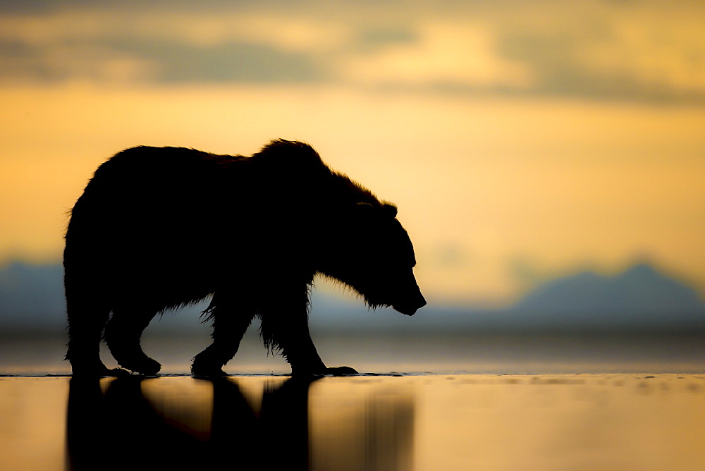 Brown bear (Ursus arctos), Lake Clark, Alaska, United States of America, North America