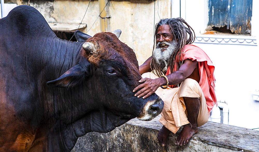 A local man and a buffalo in Udaipur, Rajasthan, India, Asia