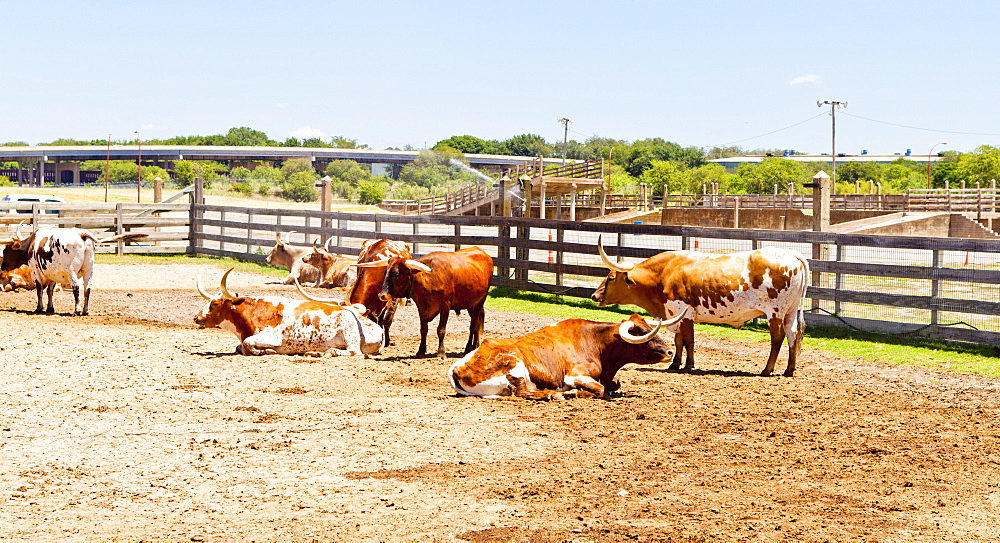 Cattle in Fort Worth Stockyards, Texas, United States of America, North America