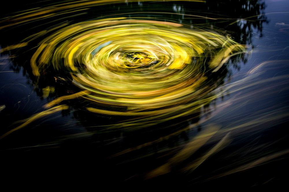 Leaf trails, Leeds Manchester Canal, England, United Kingdom, Europe