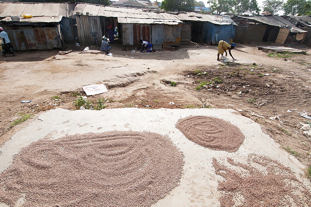 Drying sorghum, Lira, Uganda, Africa