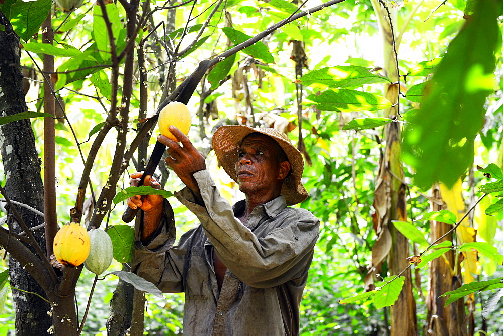 Akumrenu Emmanuel, a cocoa farmer, happy due to VSO present in Ghana, West Africa, Africa