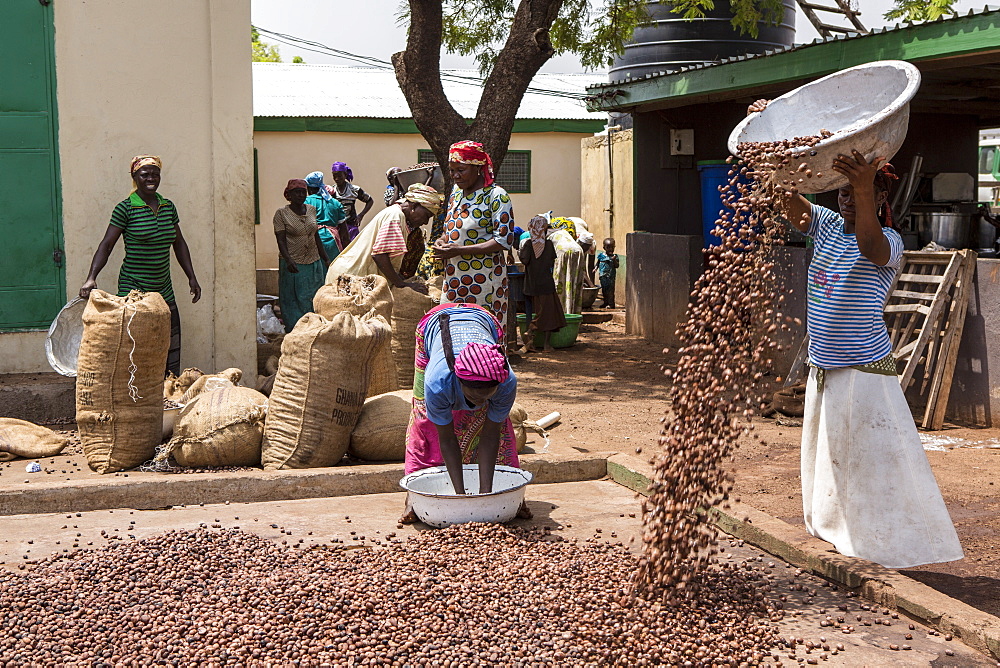 The women of Kasalagu Womens Cooperative drying clean Shea nuts to make Organic Shea butter for Tama, Tamale, Northern Region, Ghana, West Africa, Africa