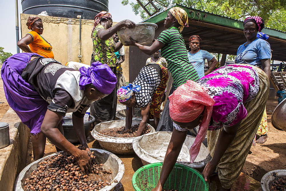 The women of Kasalagu Womens Cooperative washing Shea nuts to make Organic Shea butter for Tama, Tamale, Northern Region, Ghana, West Africa, Africa