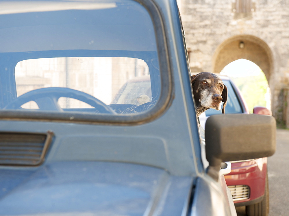 A dog waits patiently for its owner in a classic French Renault 4, France, Europe