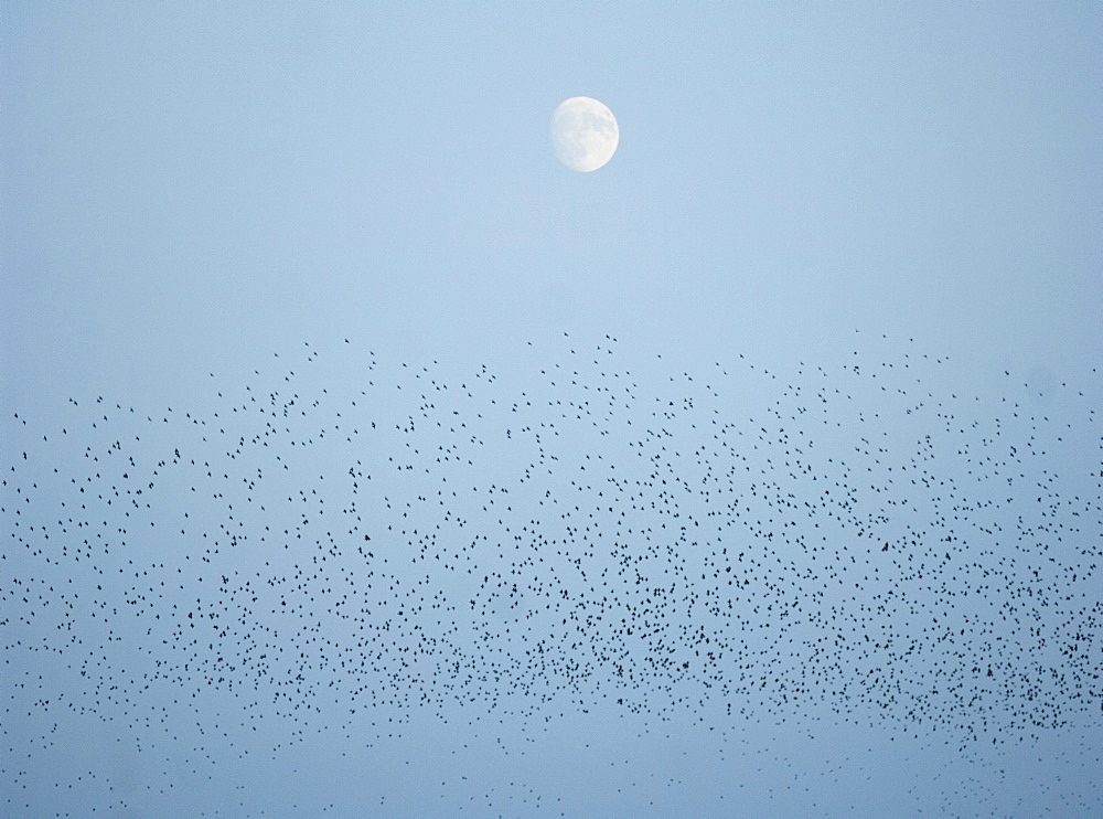 Murmuration of starlings and full moon, Republic of Ireland, Europe