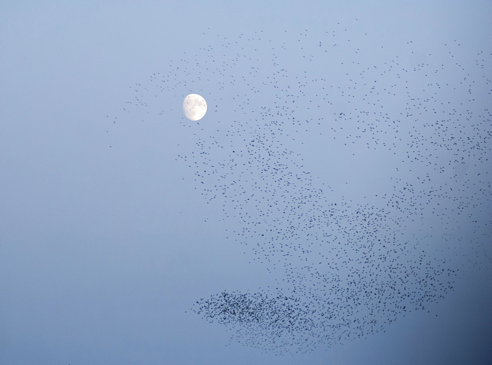 Murmuration of starlings and full moon, Republic of Ireland, Europe