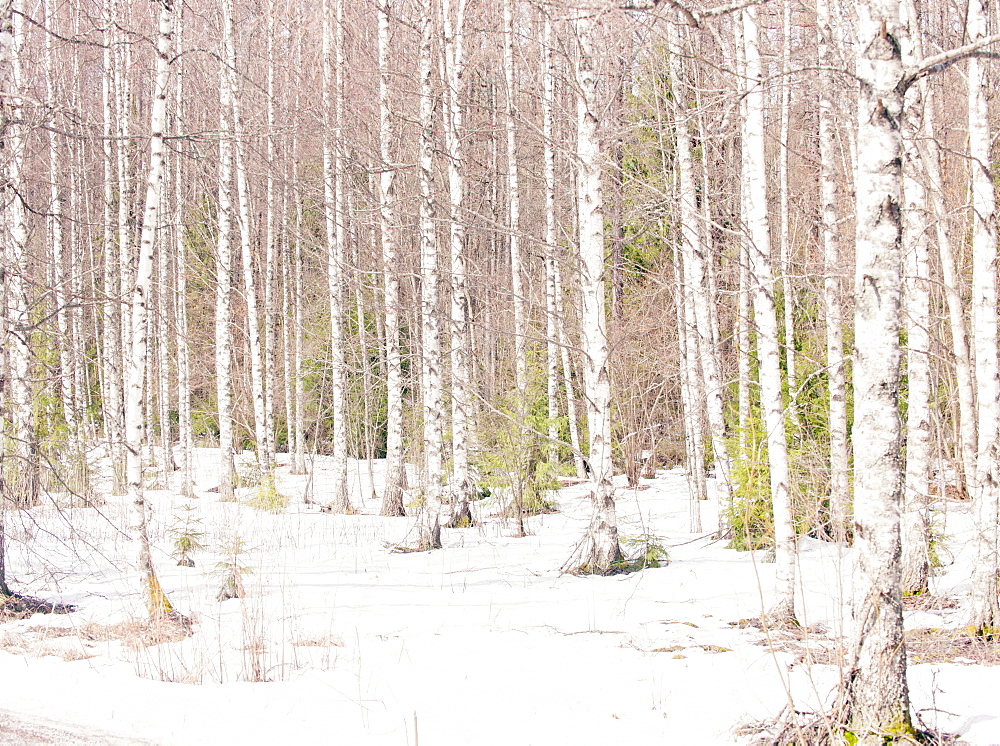 Silver birch trees in winter, Norway, Scandinavia, Europe