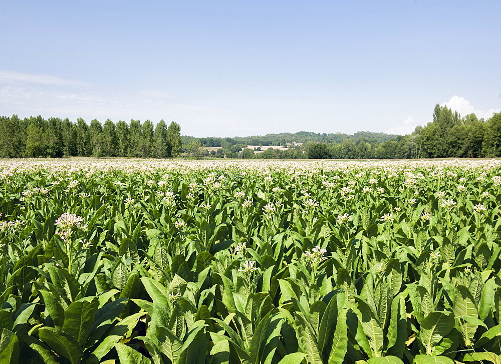 Tobacco farm, France, Europe