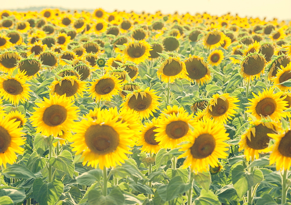 Sunflowers in full bloom, France, Europe