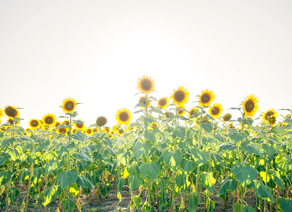 Sunflowers in full bloom, France, Europe