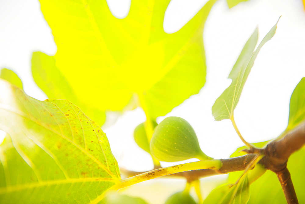 Figs ripening in the Mediterranean sun, France, Europe