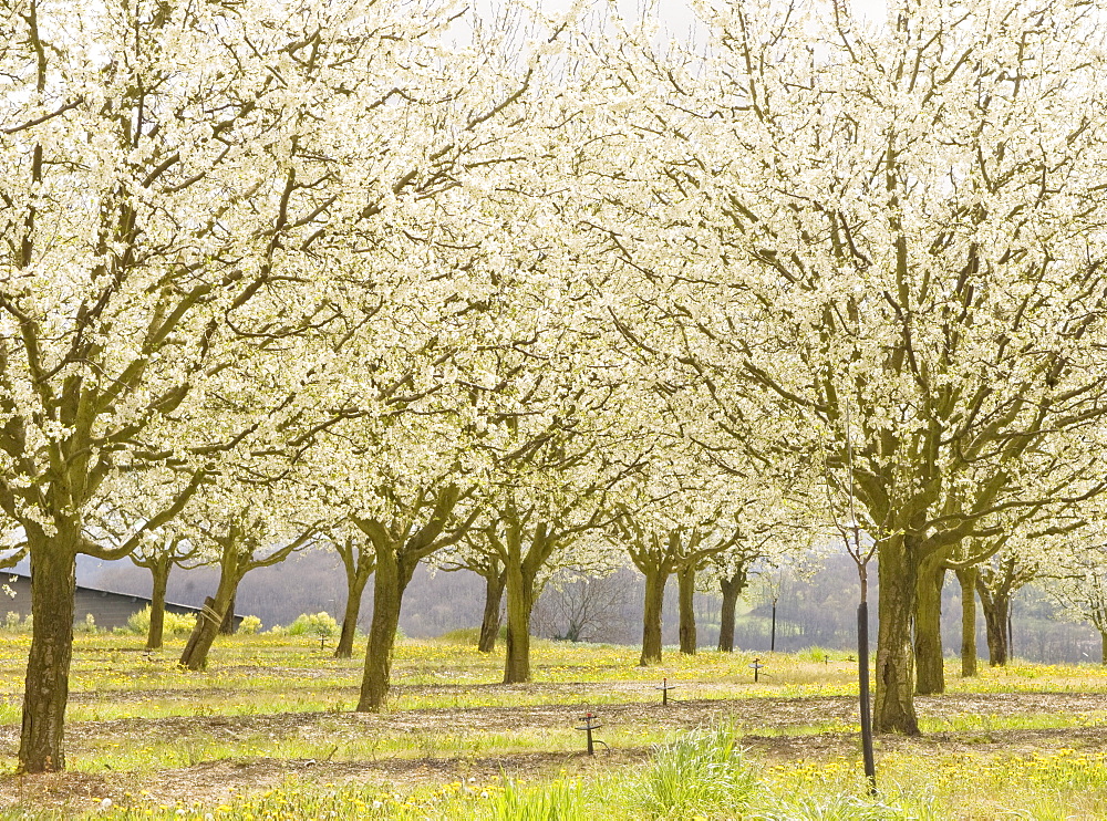 Plum trees in blossom, France, Europe