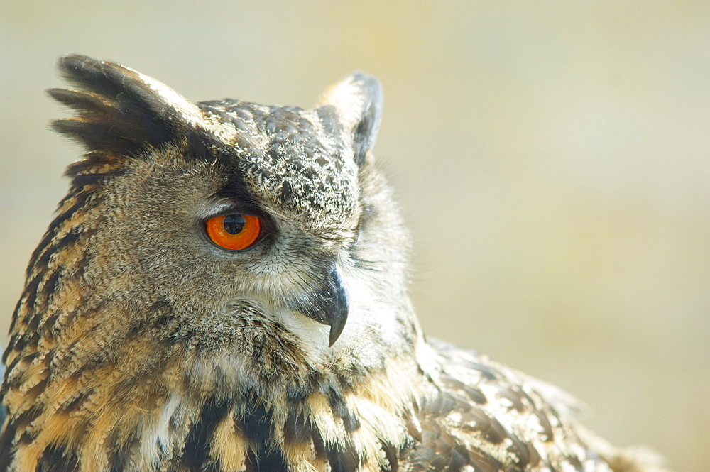 Eagle owl, United Kingdom, Europe