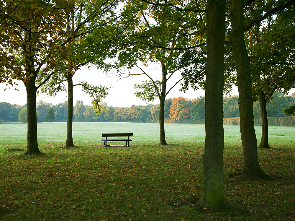 Park bench and trees in autumn, United Kingdom, Europe