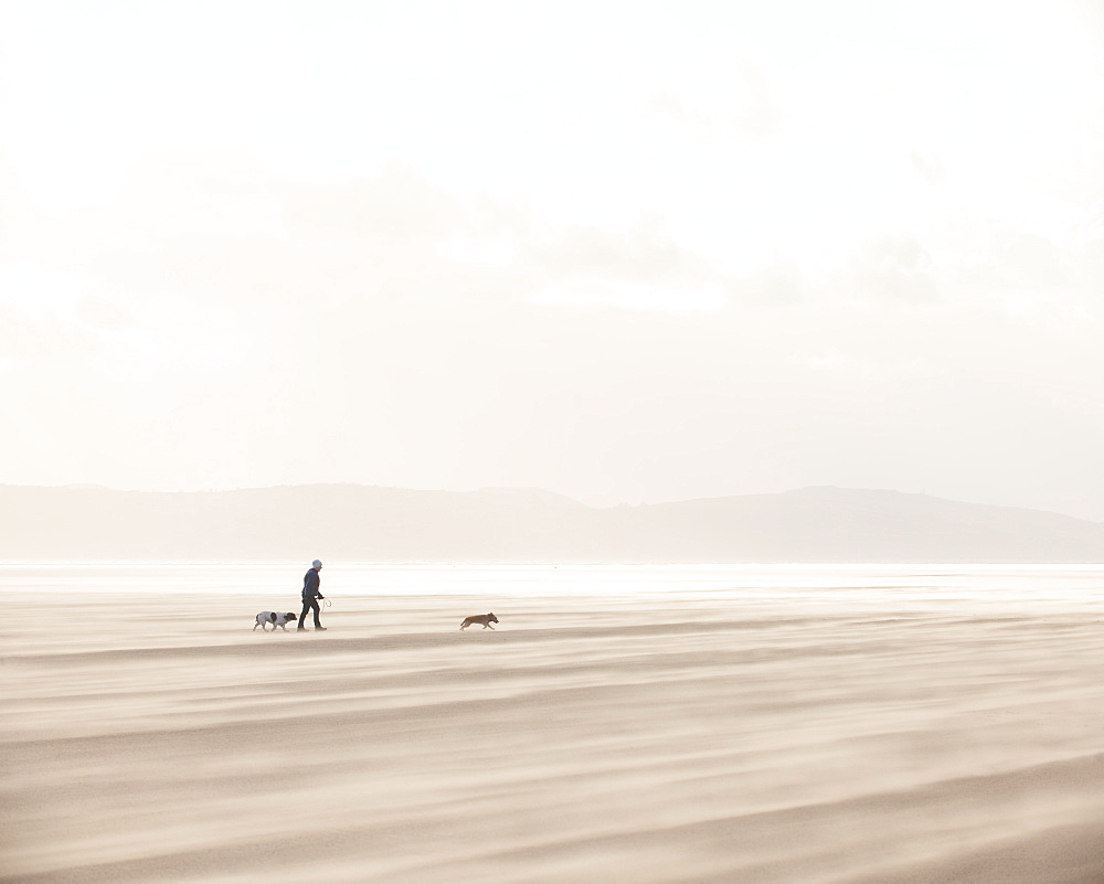 Woman walking with dogs across a windy beach with dry shifting sands creating a cloud underfoot, West Kirkby, Wirral, England, United Kingdom, Europe