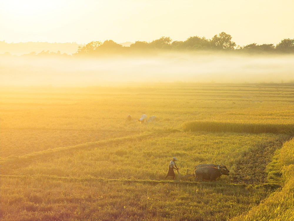 Farmers working the fields with oxen in rural Myanmar near Naypyitaw, Myanmar (Burma), Asia