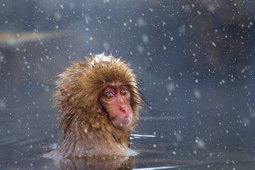 Japanese macaque (Snow monkey) (Macata fuscata), relaxing in a hot spring, Jigokudani Yaen-Koen, Nagano Prefecture, Japan, Asia