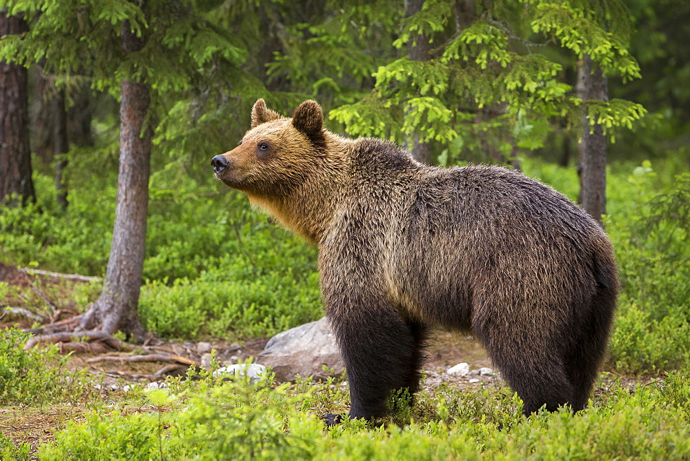 Brown bear (Ursus arctos), Finland, Scandinavia, Europe