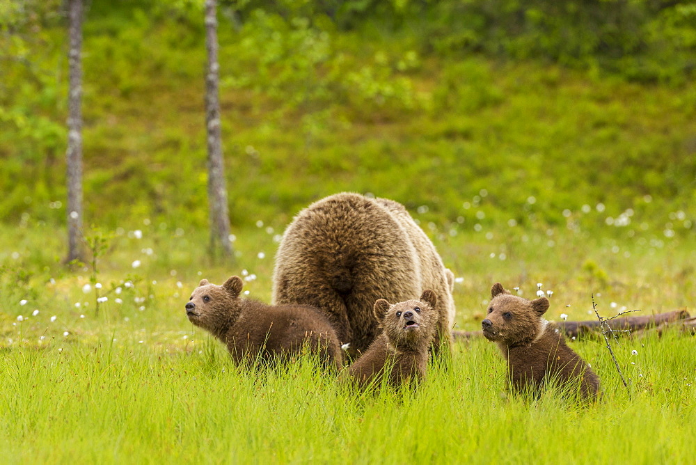 Brown bear (Ursus arctos) mother and cubs, Finland, Scandinavia, Europe