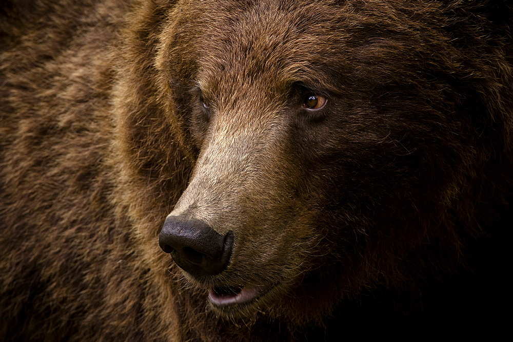 Portrait of a brown bear (Ursus arctos) large male, Finland, Scandinavia, Europe