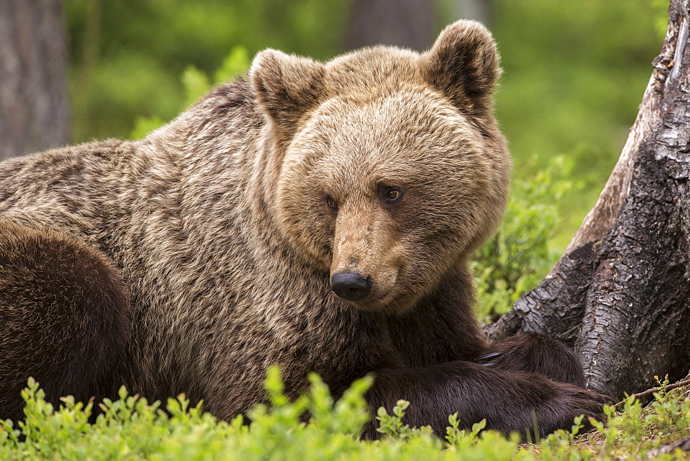 Brown bear (Ursus arctos) large female, Finland, Scandinavia, Europe