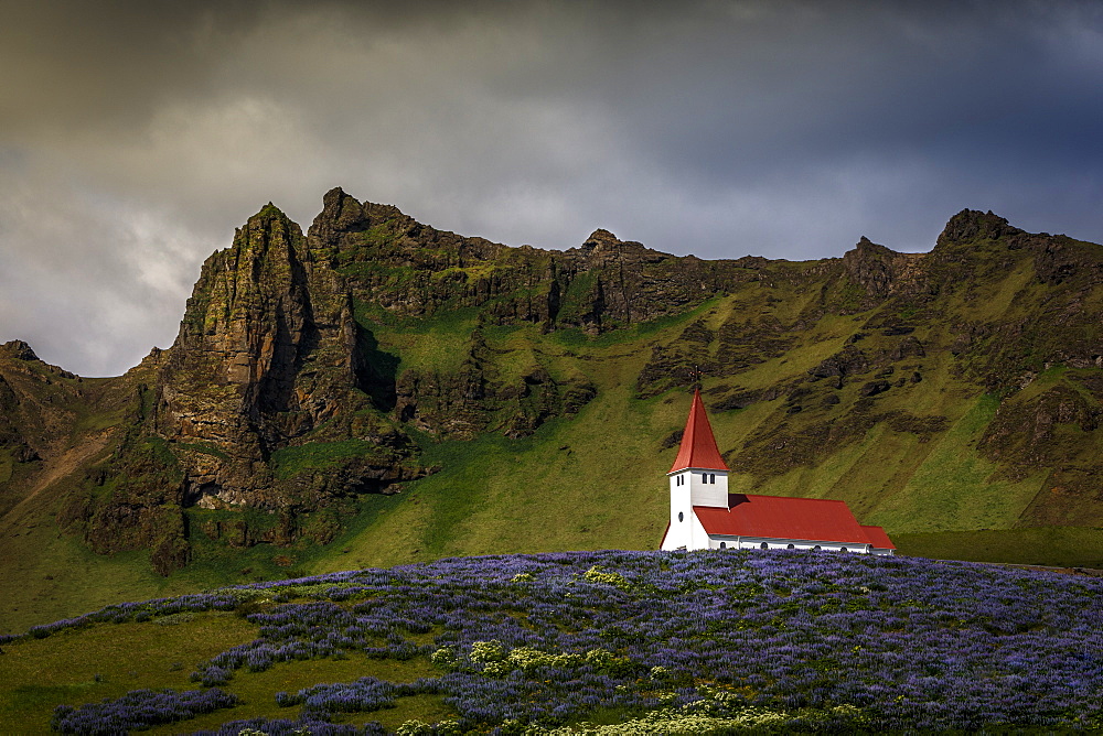 Vik church and lupine flowers, South Region, Iceland, Polar Regions