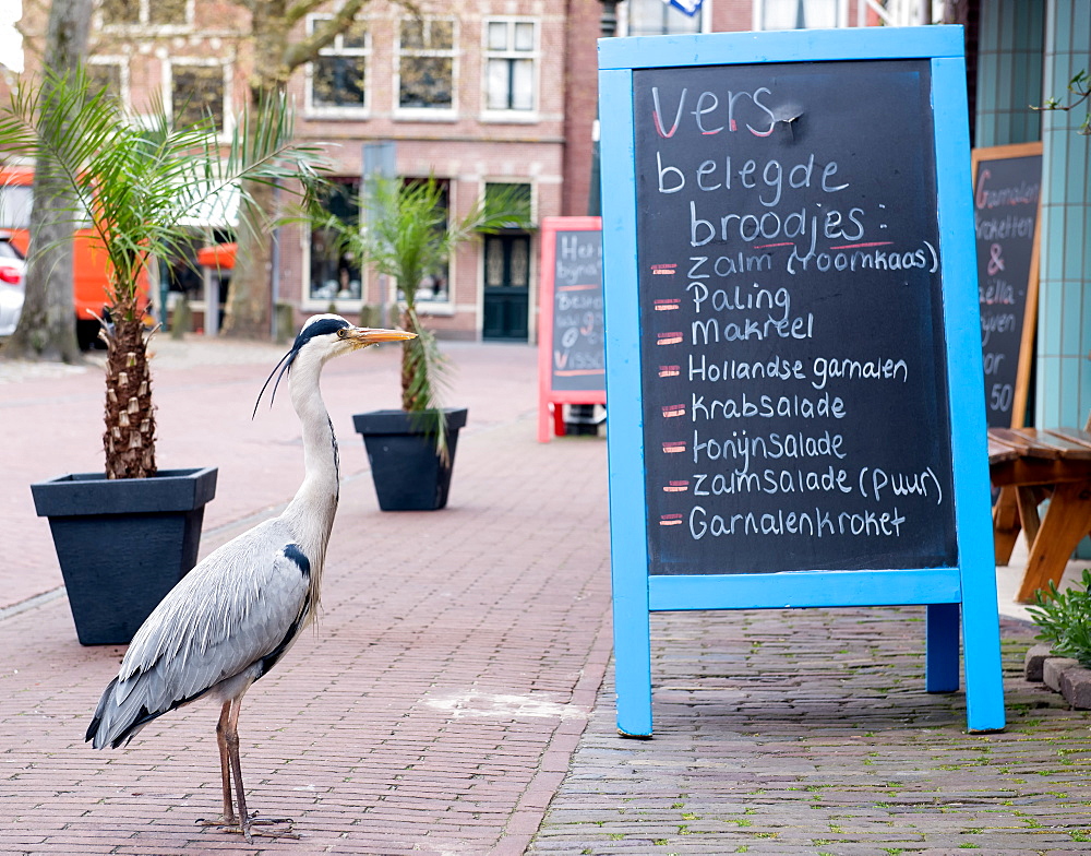 Grey heron reading Fishmongers Menu, The Netherlands, Europe