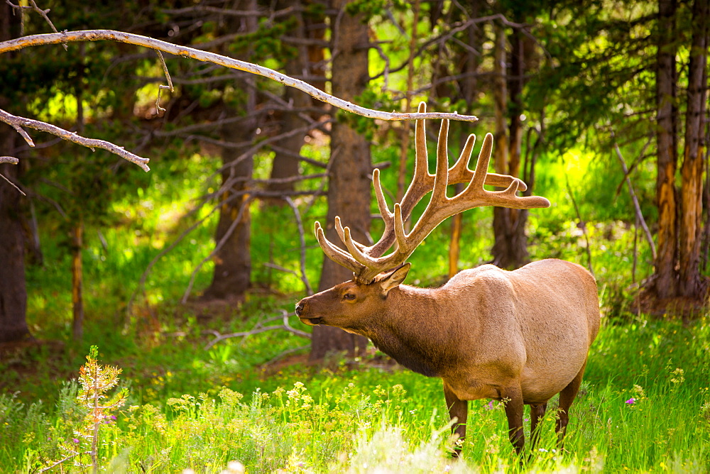 Elk in Yellowstone National Park, Wyoming, United States of America, North America