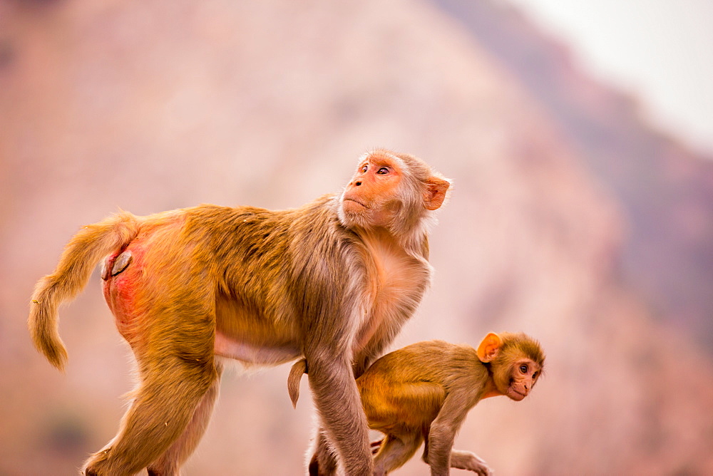 Wild monkeys, Jaipur, Rajasthan, India, Asia