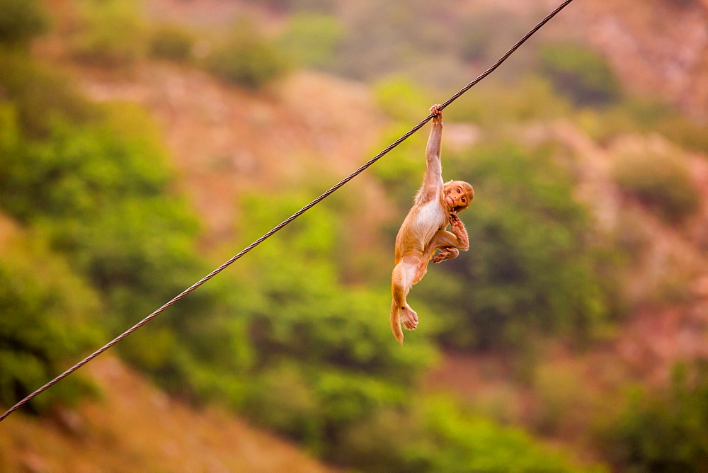 Wild monkey hanging out, Jaipur, Rajasthan, India, Asia