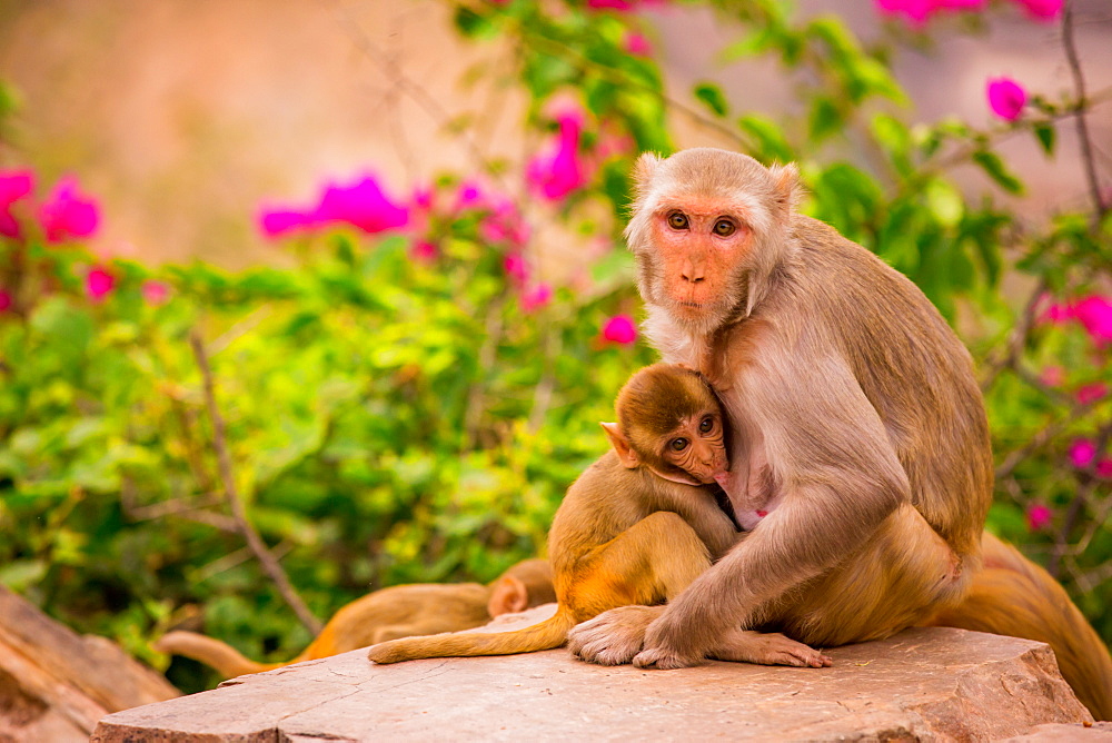 Wild monkeys, Jaipur, Rajasthan, India, Asia