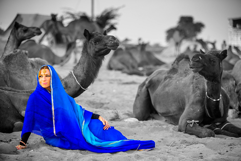 Girl with camels at the Pushkar Camel Fair, Pushkar, Rajasthan, India, Asia