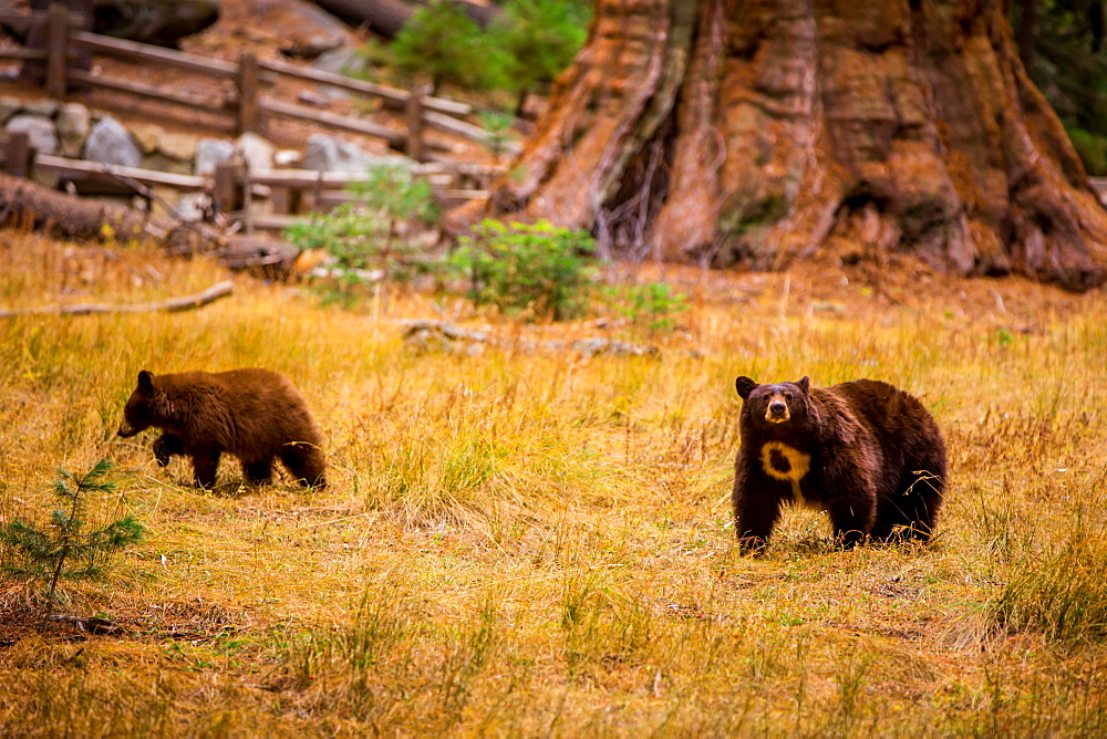 Mother brown bear and her cub, Sequoia National Park, California, United States of America, North America