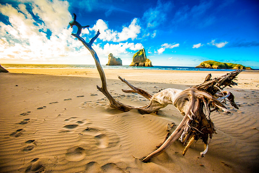 Driftwood in Golden Bay, Tasman Region, South Island, New Zealand, Pacific